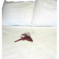 Waterproof Adjustable Bed Mattress Protector